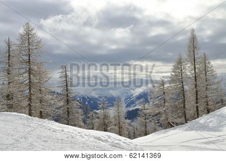 Larch forest in winter