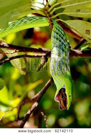 feeding snake