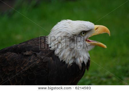 Young American Bald Eagle Calling