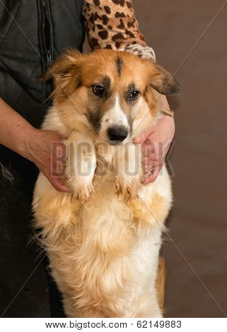 The adult dog white with red a color