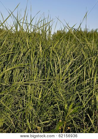 Tall Wheatgrass (agropyron, Elongatum)