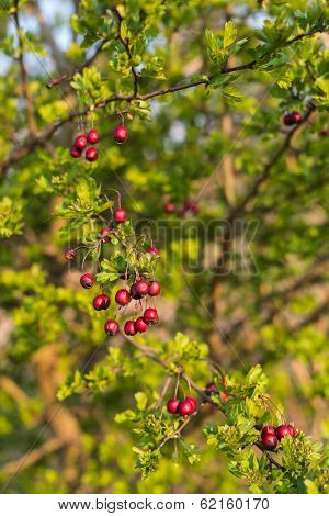 Weathered Hawthorn Fruits
