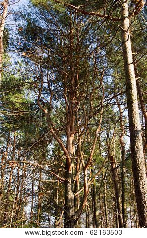 Dry Curved Tree In Poland Forests