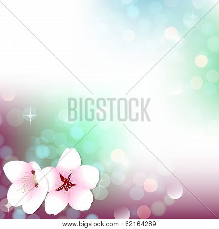 Spring Bokeh Cherry Blossom Background