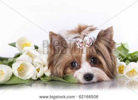 Biewer Terrier york and white tulips