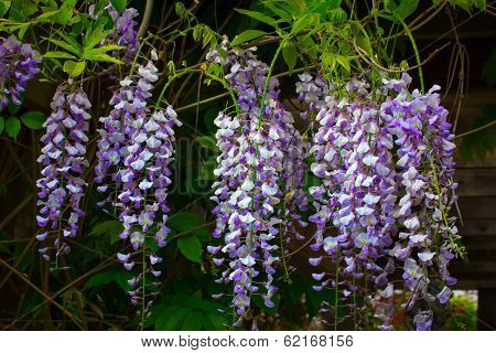 Flowering Wisteria