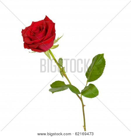 Red Rose Isolated On White - Side View