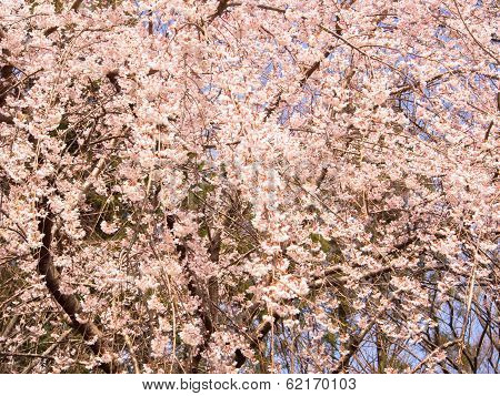 Blooming weeping cherry blossom tree