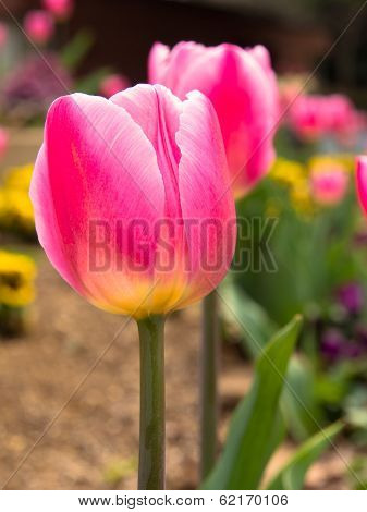 Red and pink tulips in the garden