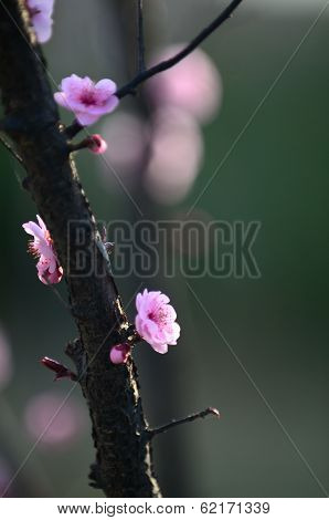Mikie plum