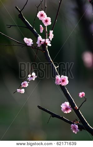 Mikie plum