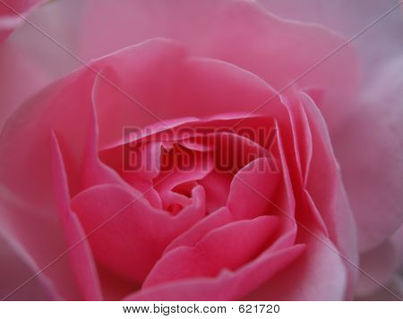 Rose háttér