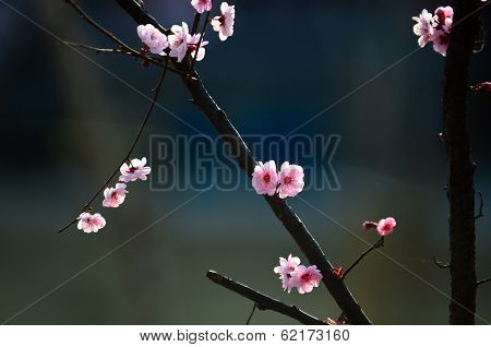 Mikie plum