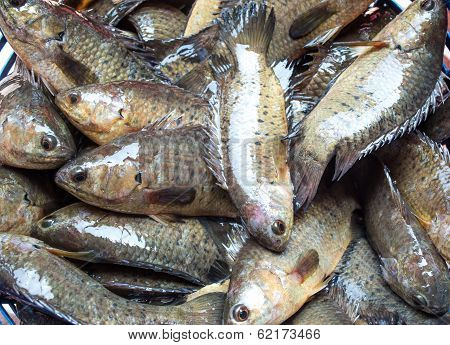 Anabas Testudineus