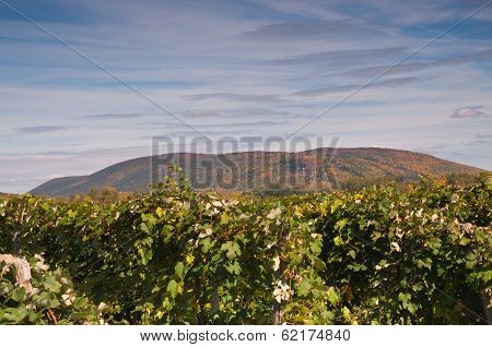 Vineyard In Mountain Valley