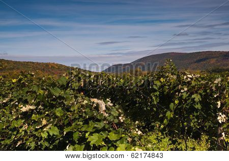 Vineyard In Mountain Valley