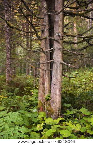 Pinetree Avusturyalı ormanda