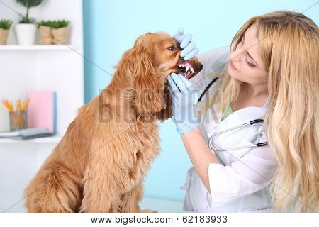Beautiful young female veterinarian examining dog in clinic