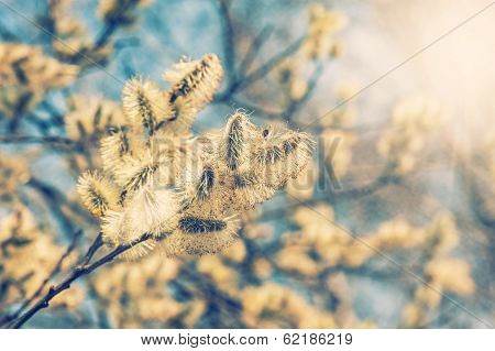Willow (salix Caprea) Branches With Buds