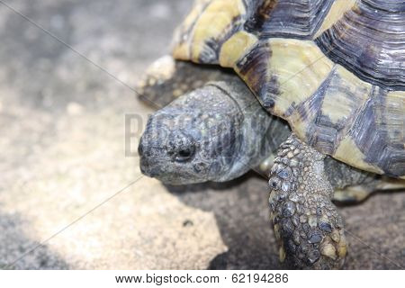 Hermans Tortoise