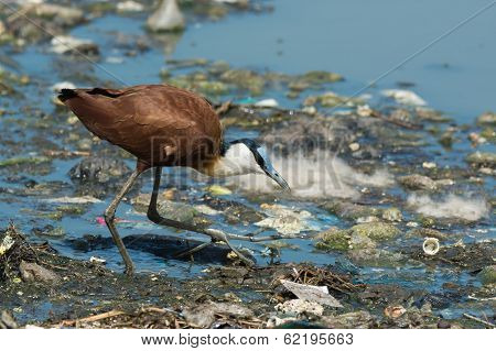 African Jacana Hunting On Floating Refuse And Sewage