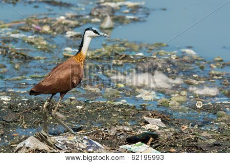 African Jacana Standing On Floating Garbage