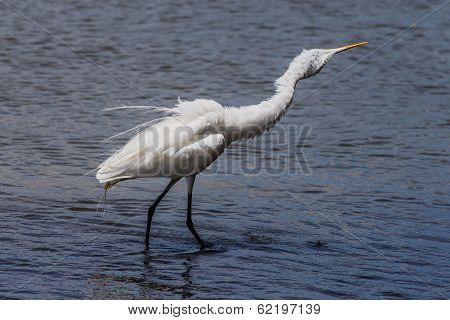 White Heron In Beach Water