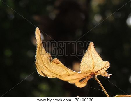 Maple Leaf
