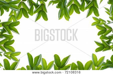 Green Leaf Fream
