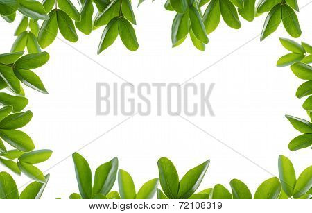 Green Leaf Fream