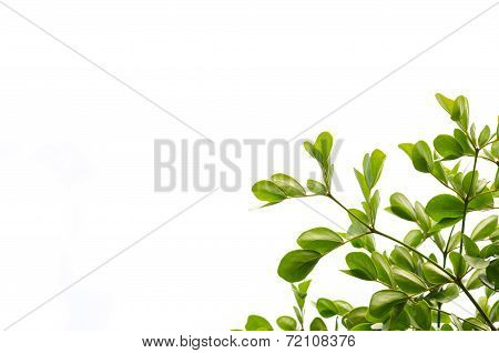 Green Leaf Isolated On White Background