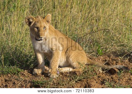 Lion cub