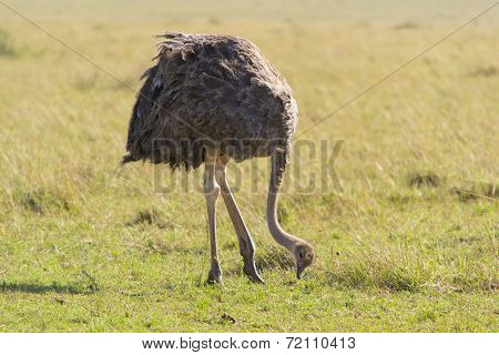 Female ostrich