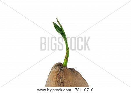 Coconut