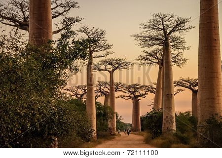 Avenida de Baobab at sunset