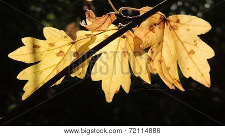 Maple Foliage