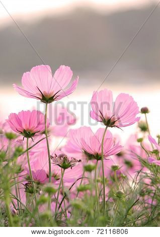 Pink Cosmos Flowers