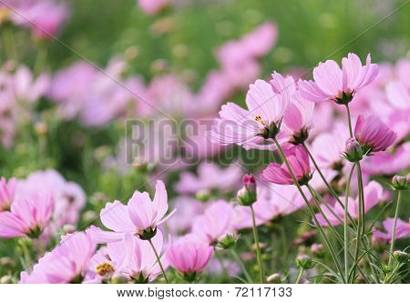 Pink Cosmos Flowers