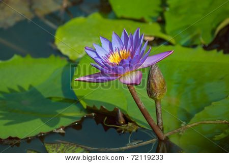 Violet Lotus Flower And Bud, Nelumbo, In Water
