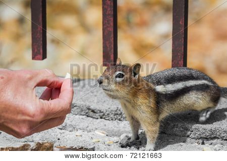 Feeding The Wildlife