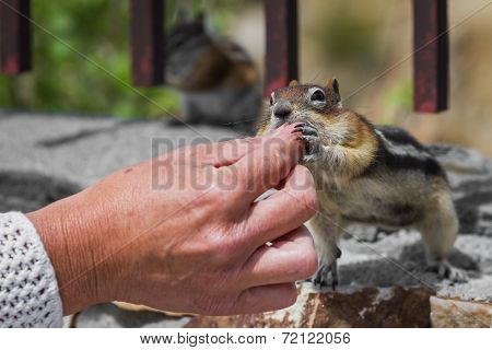 Feeding The Wildlife