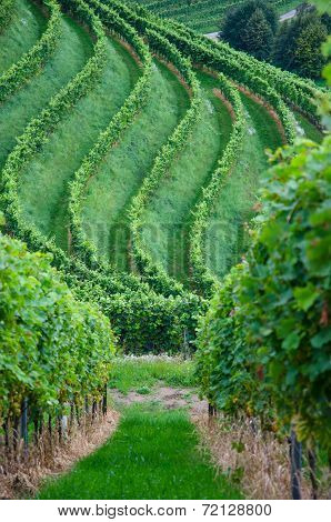 Vineyard In Germany