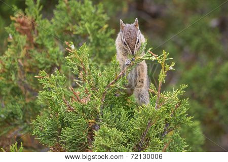Small Rodent