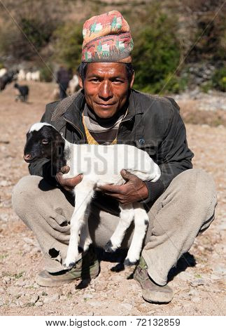 Herdsman With Sheep With Typical Nepali Hat On Head
