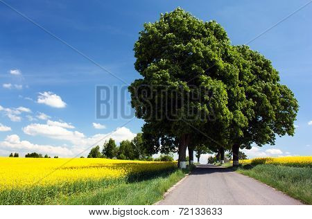 Field Of Rapeseed With Road And Alley Of Lime Tree