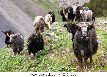 Group Of Yaks