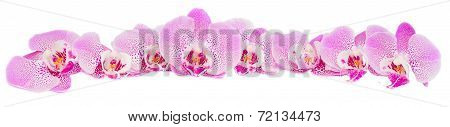 row of pink  orchid flowers