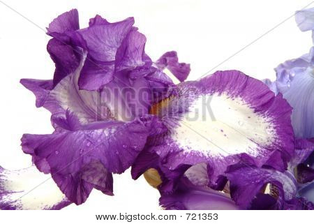 Iris 1