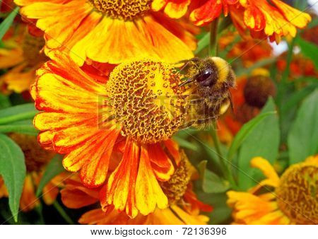 Macro - Bumblebee On A Bright Orange Flower Helenium