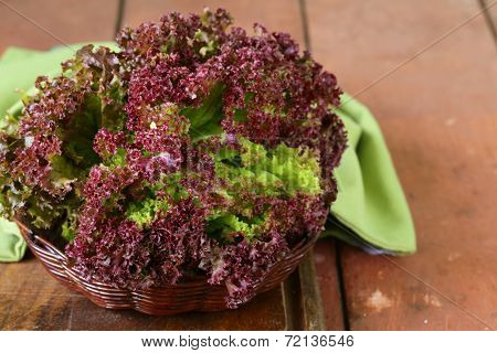 fresh organic purple lettuce (Lollo Rosso)